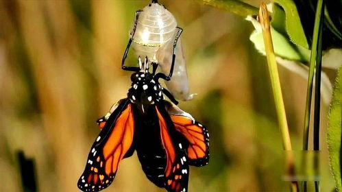 破茧成蝶,蜕变之路的勇敢探索